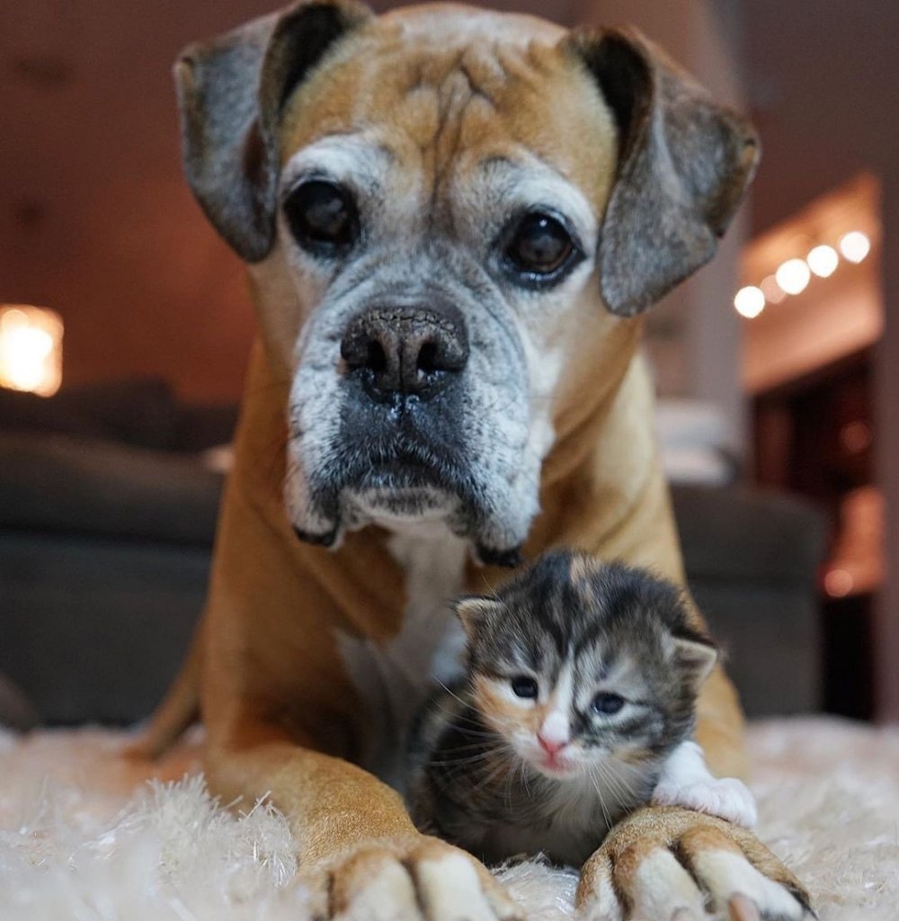 Скрещение собаки и кошки