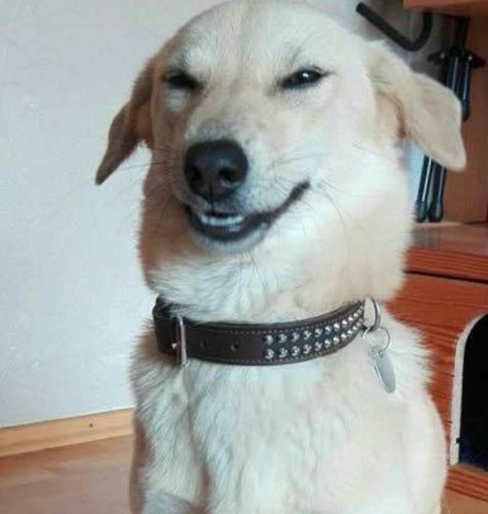 Собака ехидно улыбается