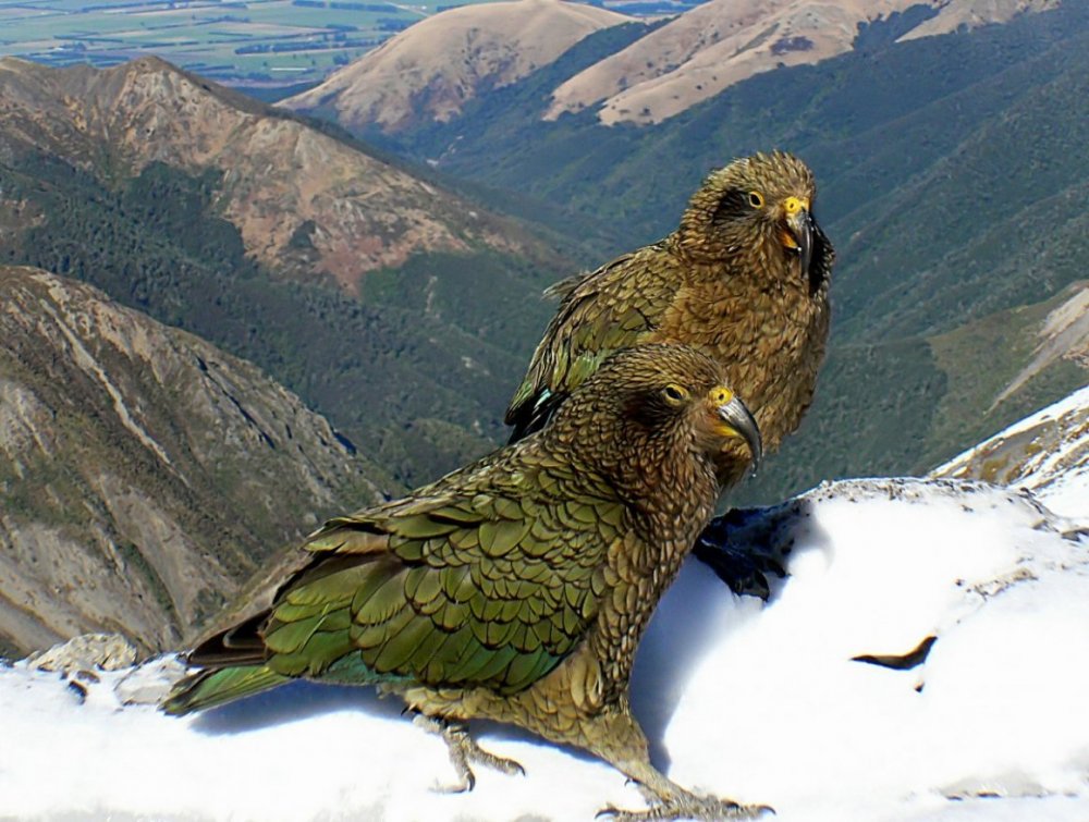 Редкие птицы Дагестана