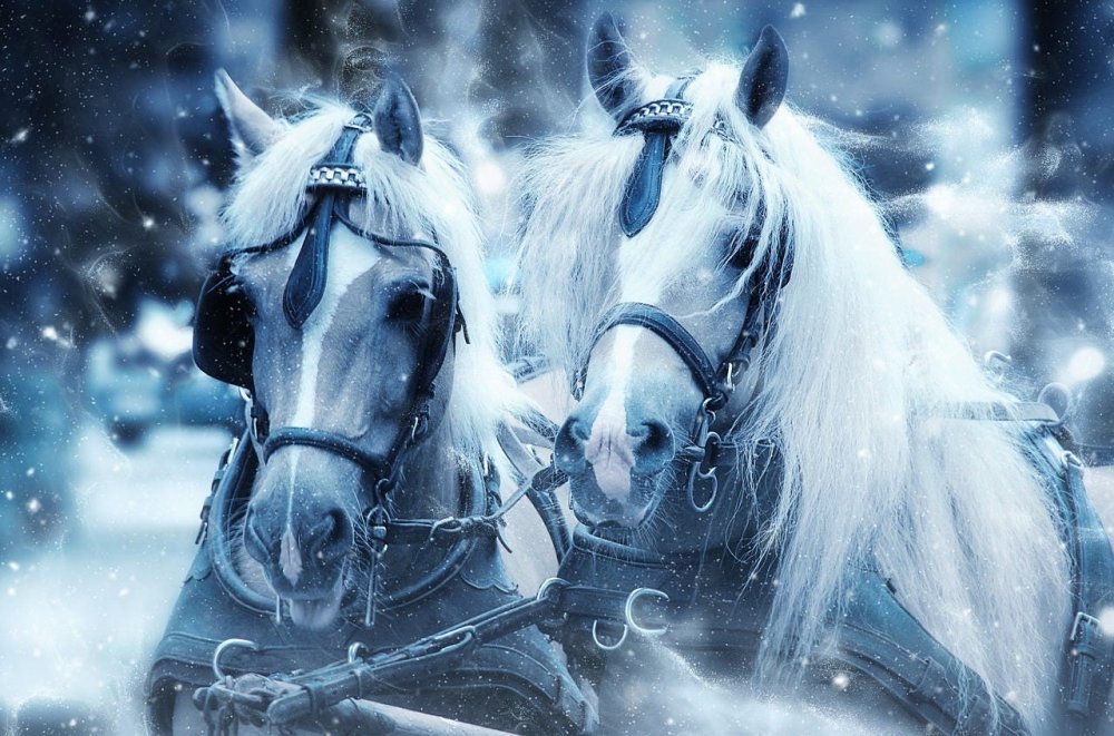 Пара лошадей зимой