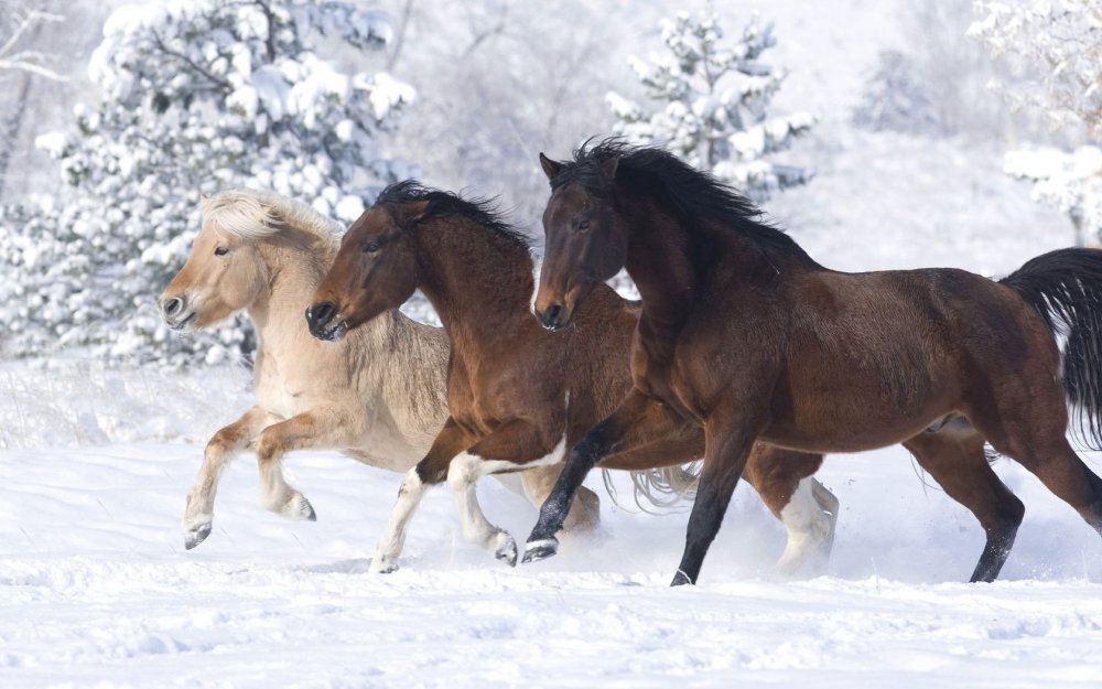 Тройка бегущих лошадей