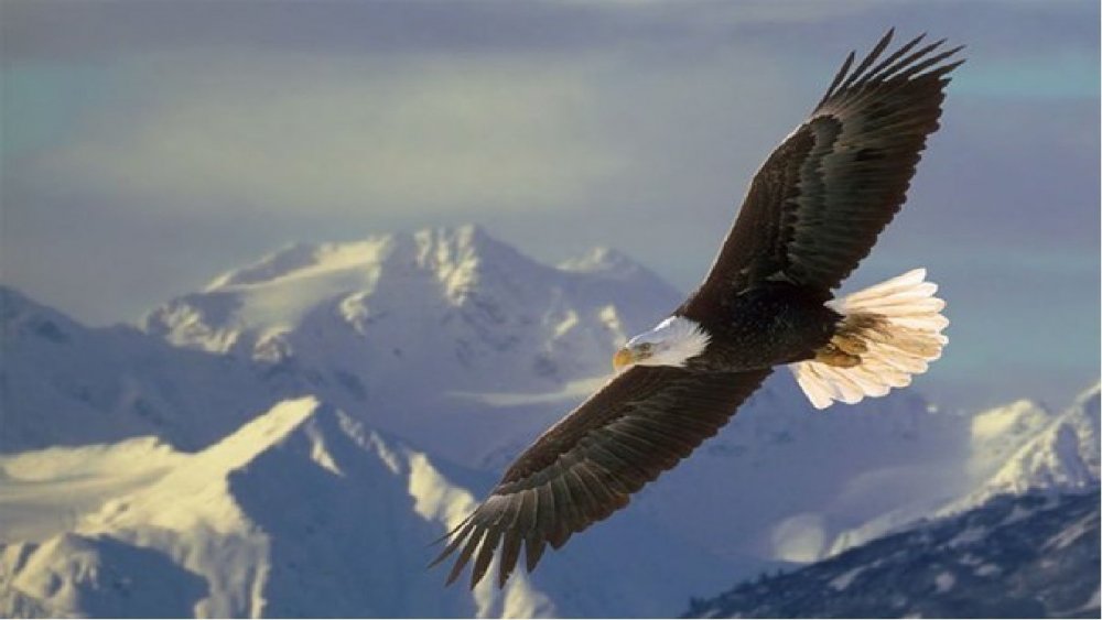 Орел в горах Кавказа