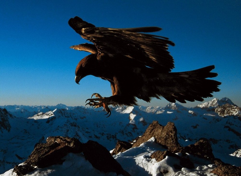 Орел летает над горами