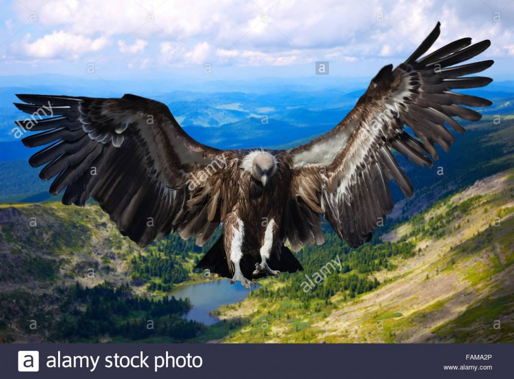 Кавказский Орел в полете