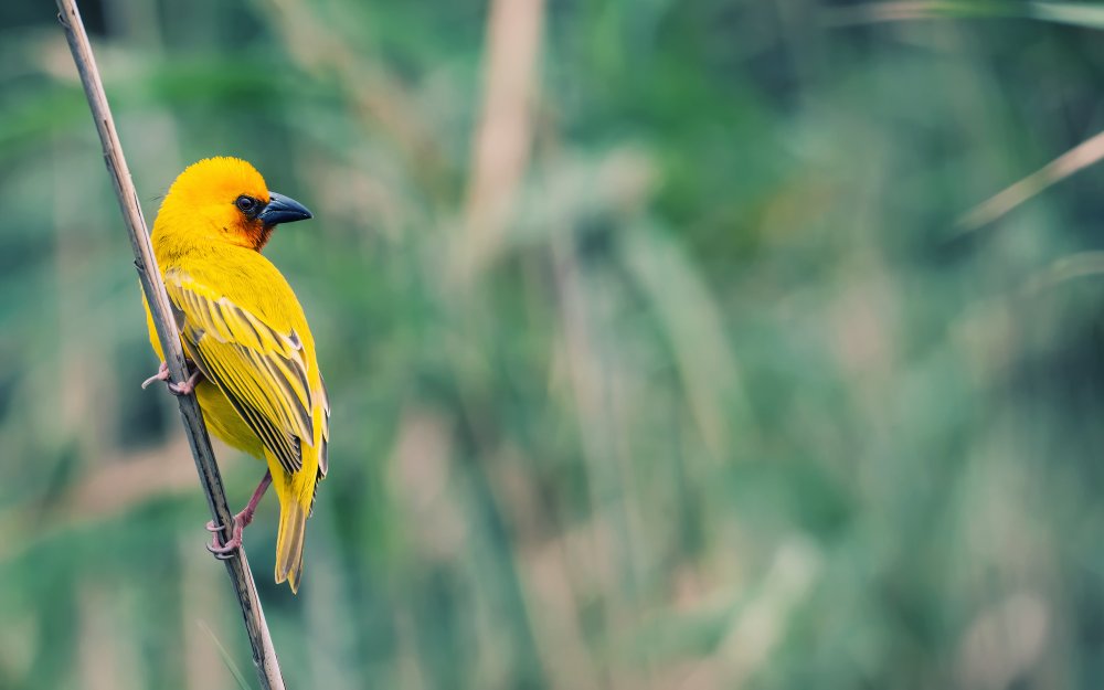 Желтая птица в полете
