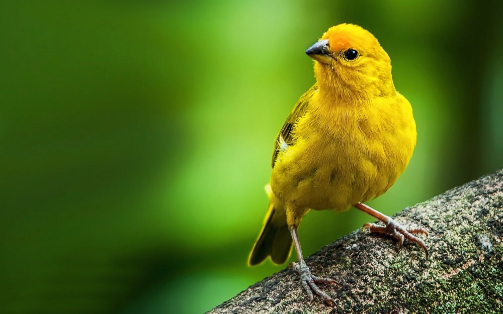 Барбарис Еллоу Бирд (Yellow Bird)