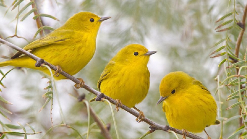 Желтая птица