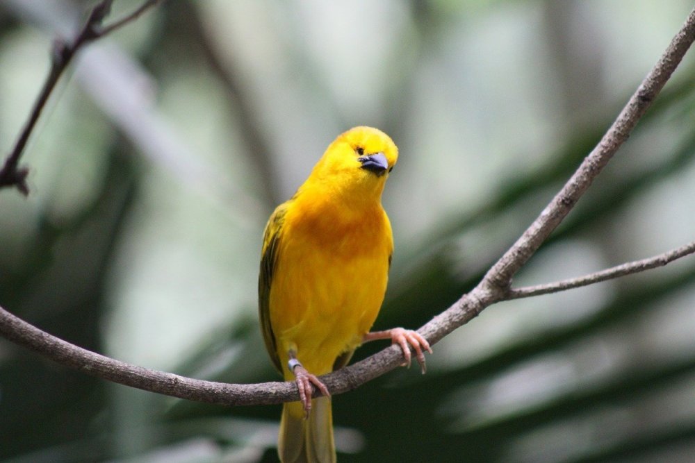 Птицы с желтыми перьями
