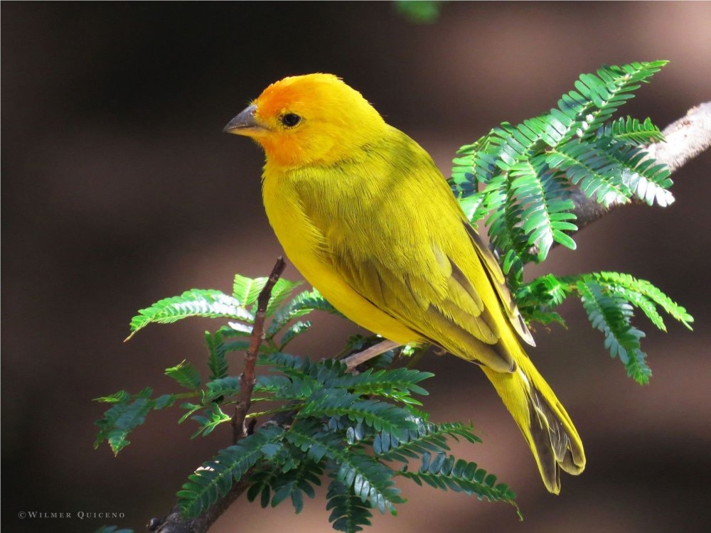 Птица с желтым хвостом
