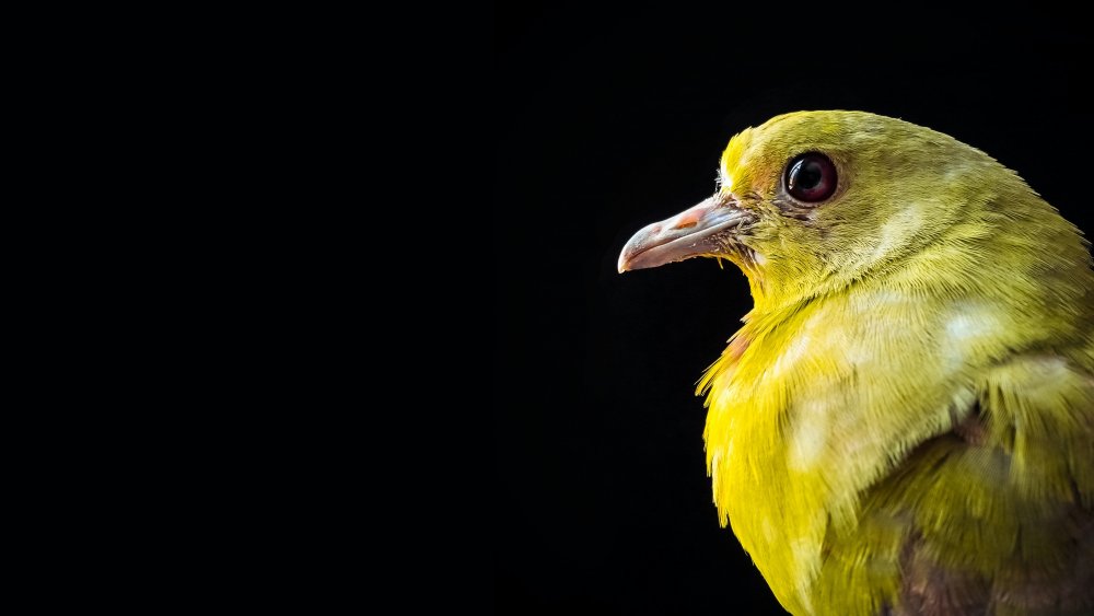 Маленькие желтые птицы