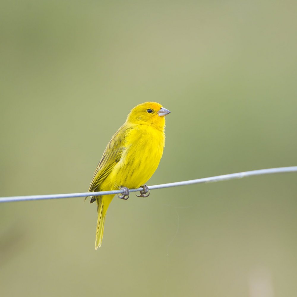 Желтая птичка на голубом фоне обои на Фейсбук