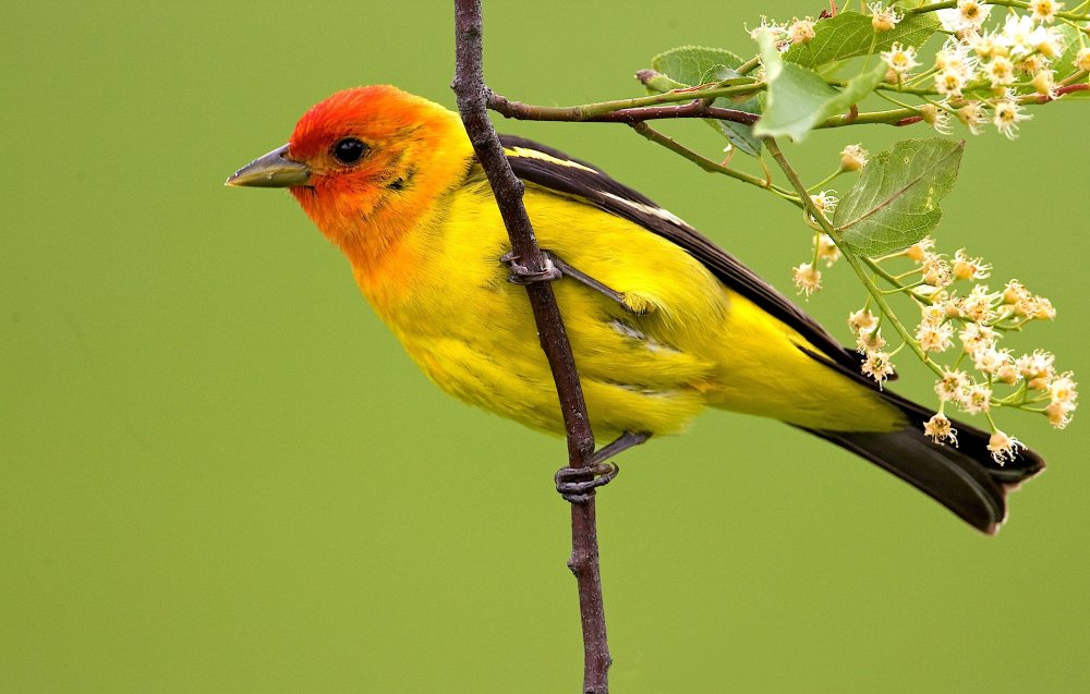 Птицы с желтым оперением