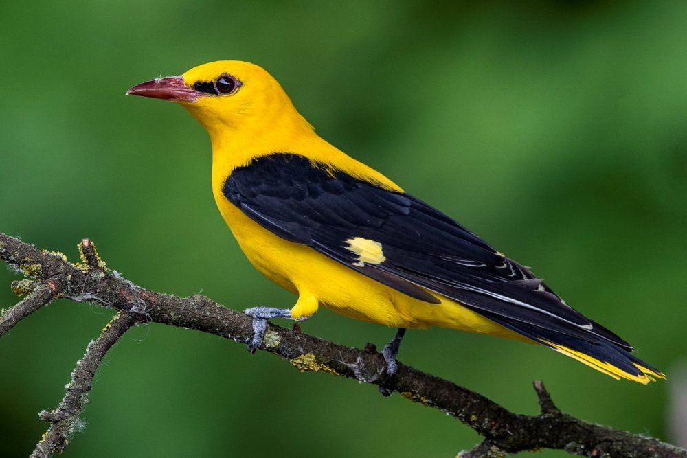 Желтая птица