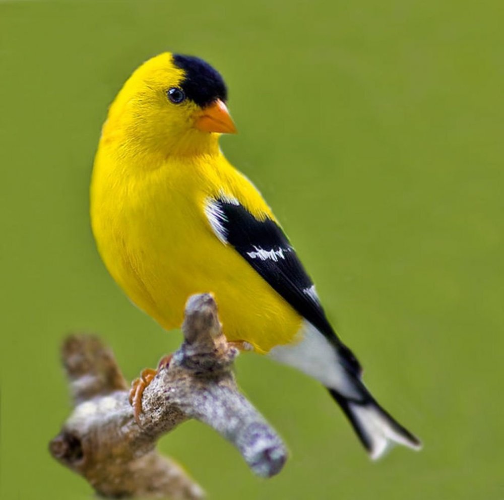 Желтые птички
