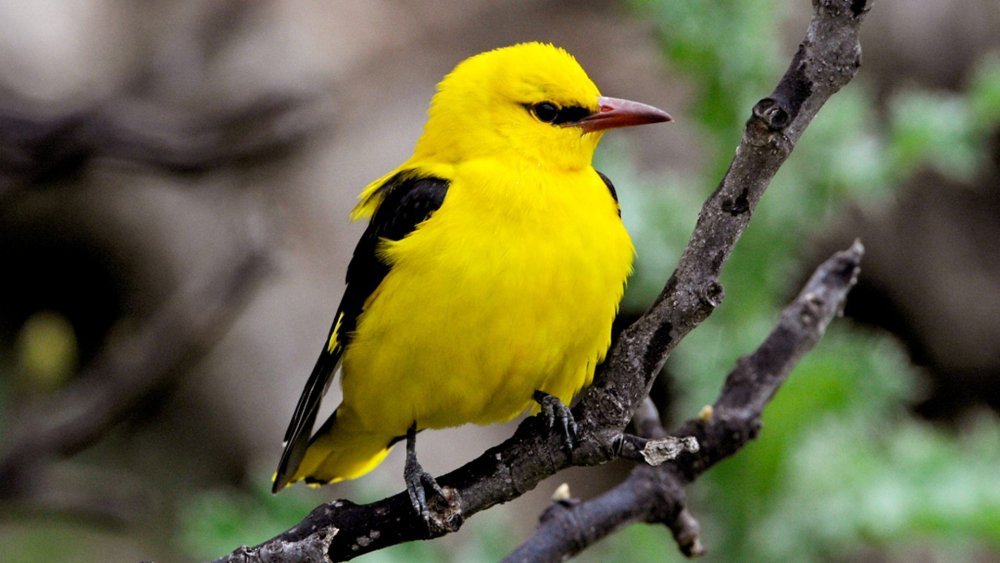 Японская желтая птичка