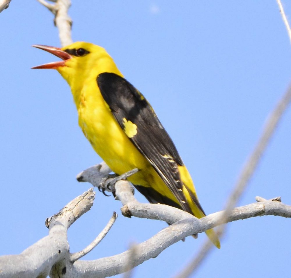 Птица с желтым хохолком
