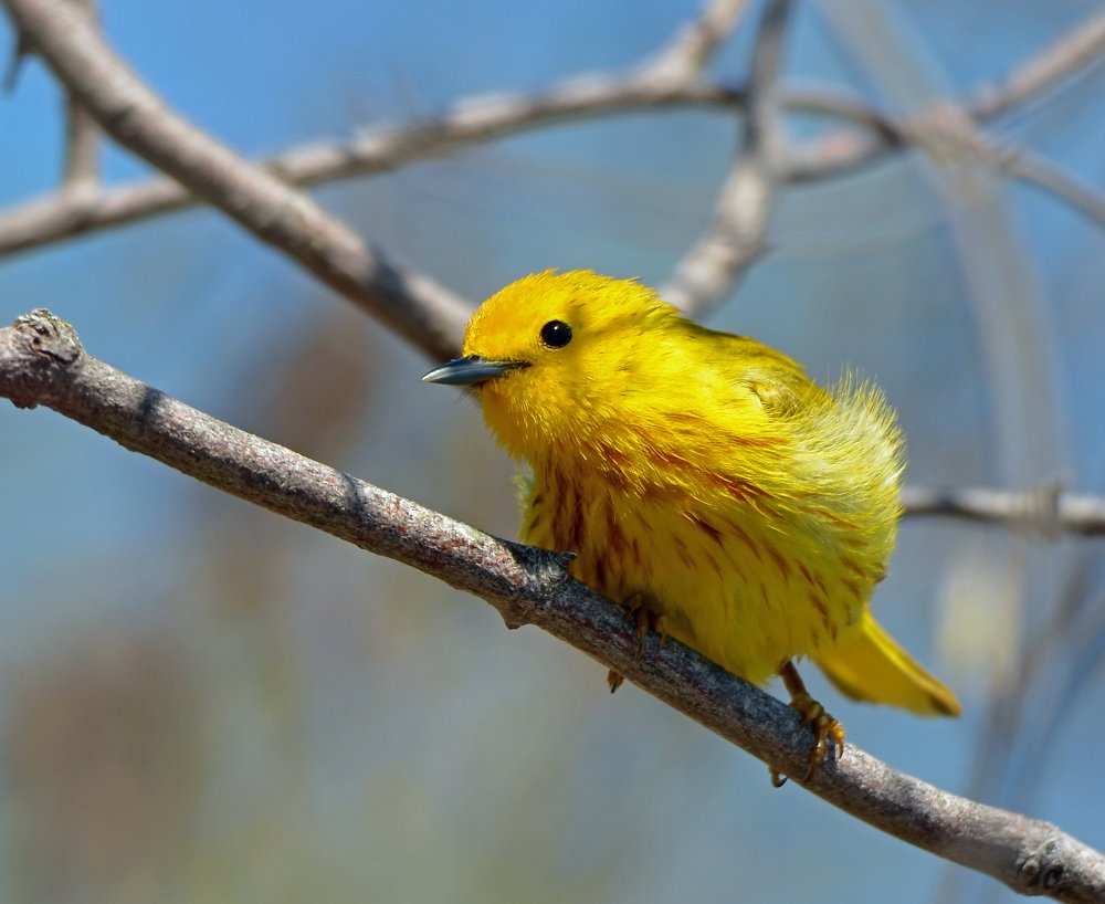 Желтая певчая птица