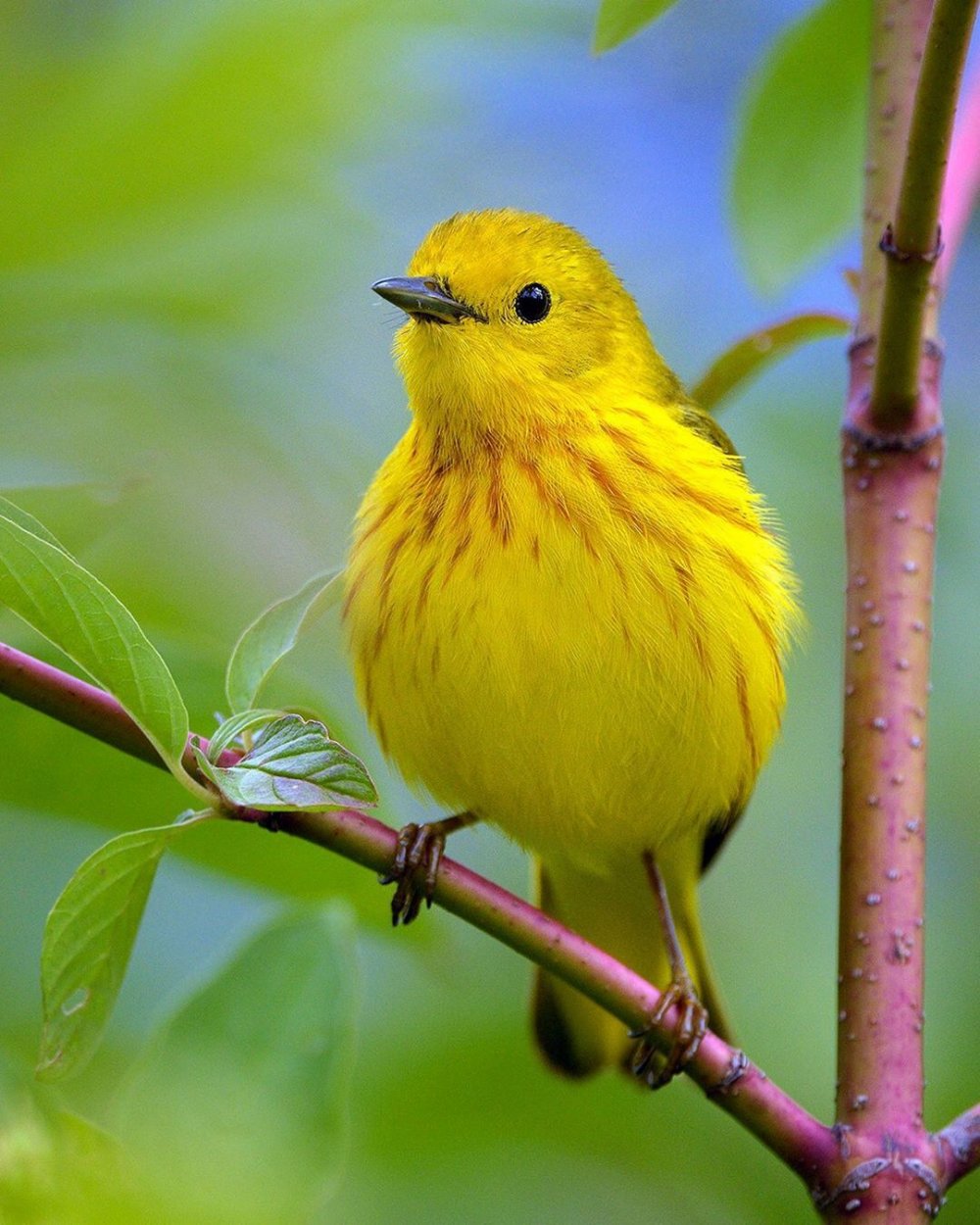 Толстая желтая птица