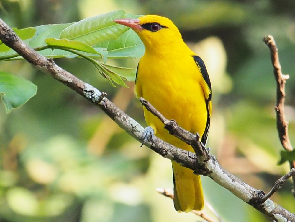 Черно желтая певчая птица