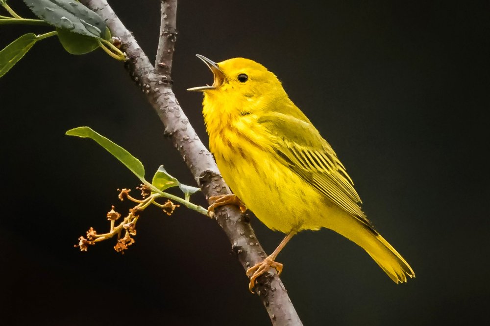 Желтая древесница птица