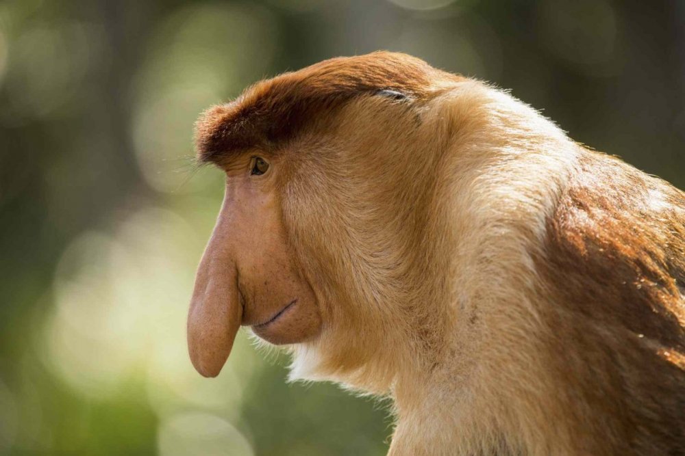 Примат с носом хоботком