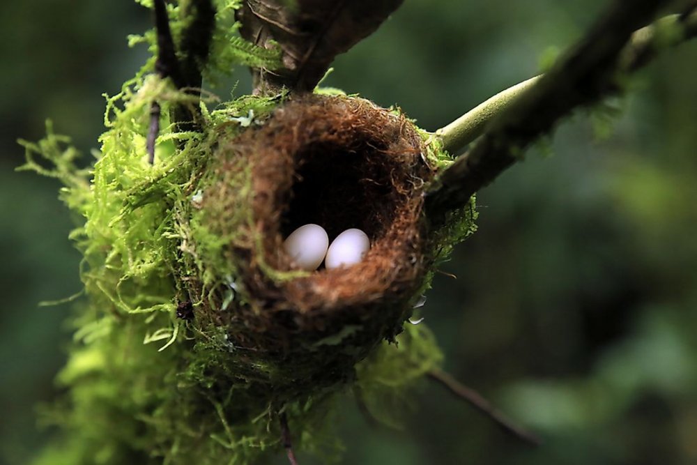 Гнездо Колибри фото с яйцами 00,