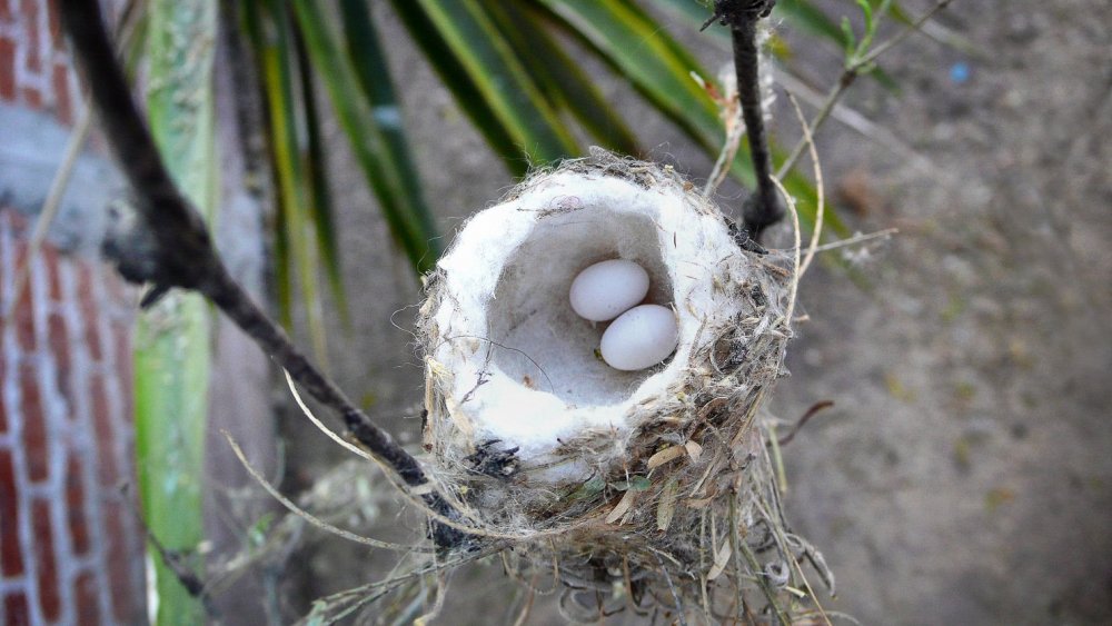 Размер яйца Колибри