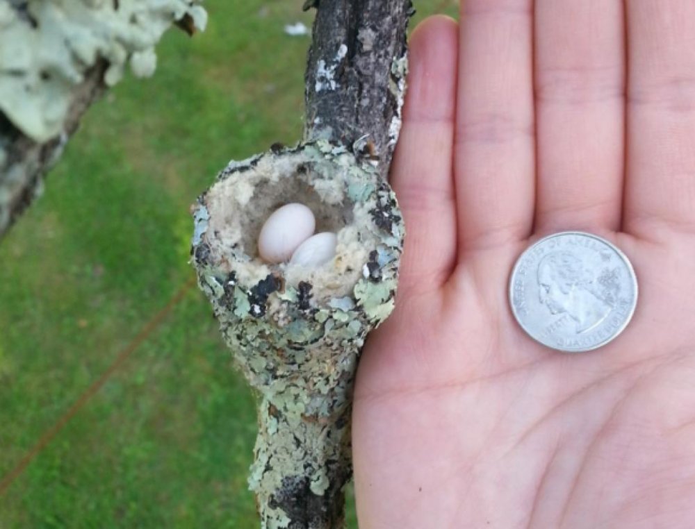 Размер яйца Колибри