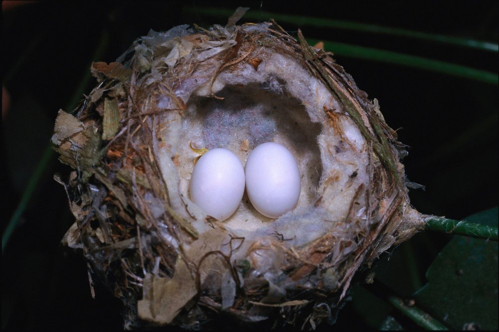 Какие яйца у Колибри