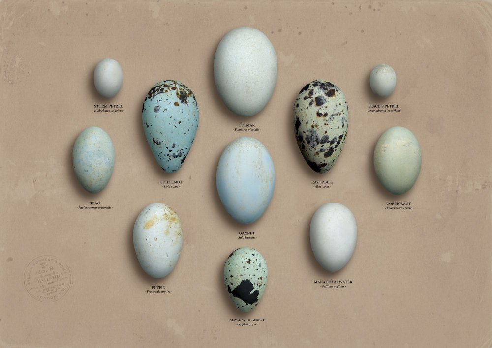 Яйца птиц средней полосы