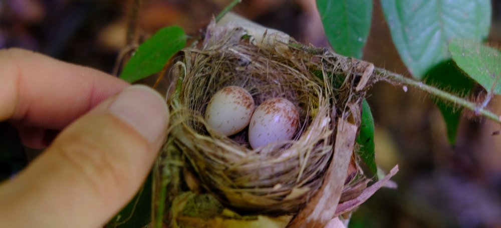 Hummingbird Eggs