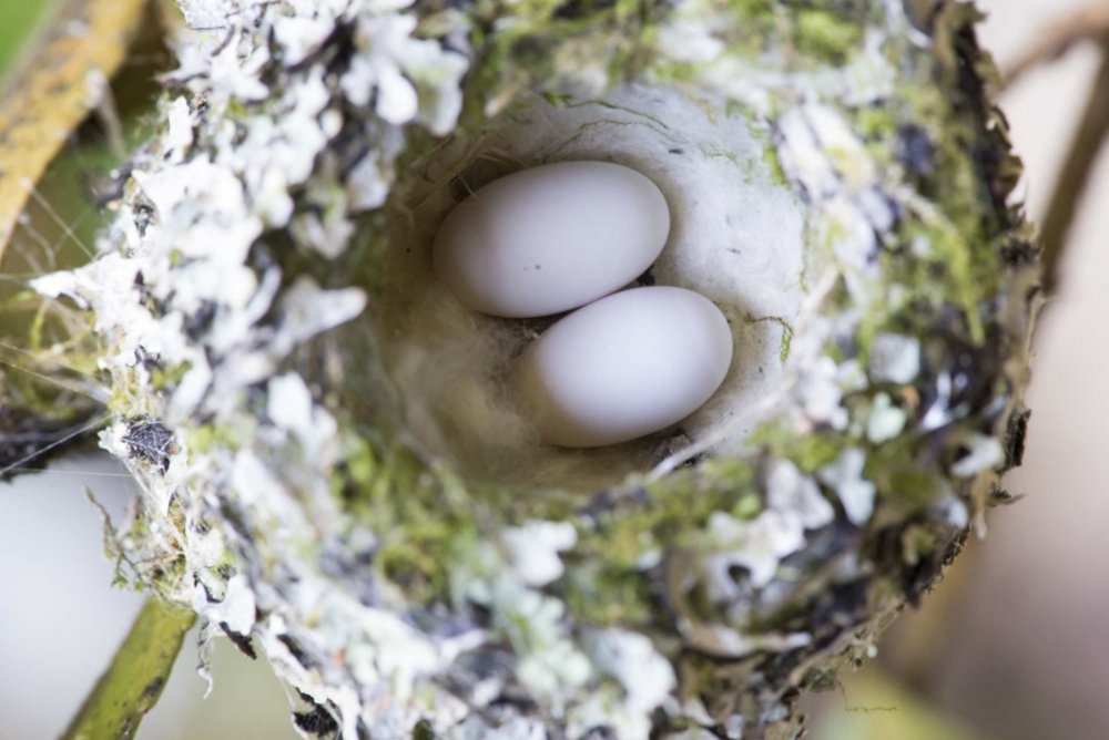 Колибри откладывают яйца