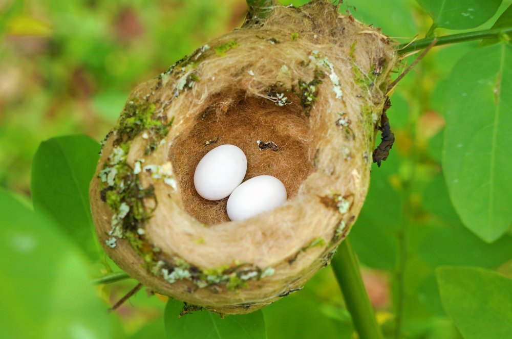 Колибри гнезда и яйца