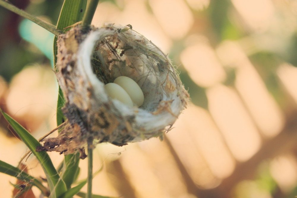 Яйца птички Колибри