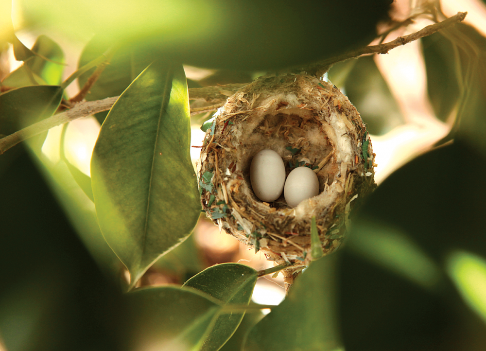 Яйца птицы Колибри