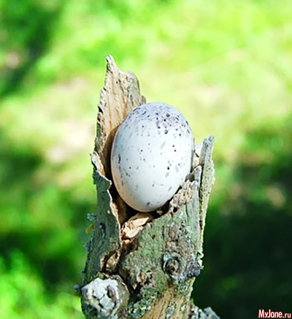 Исполинский козодой яйцо