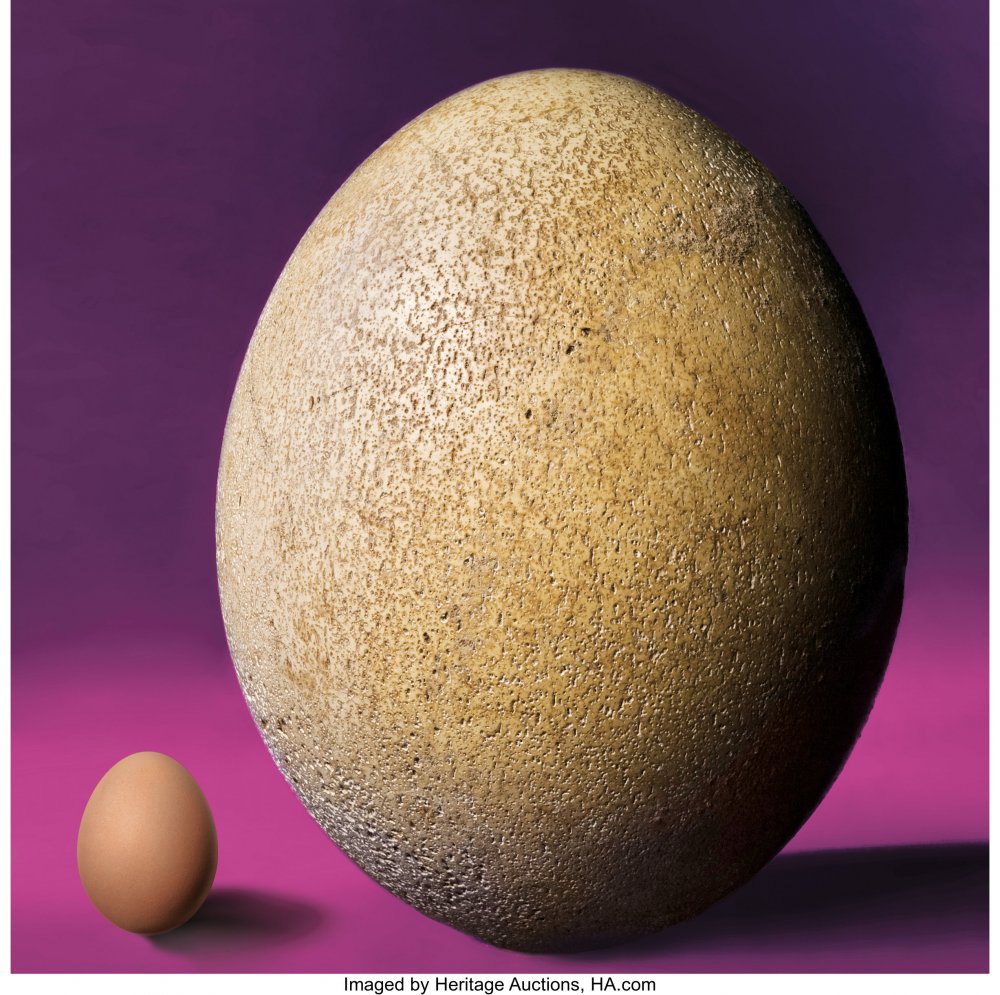 Эпиорнис птица яйца