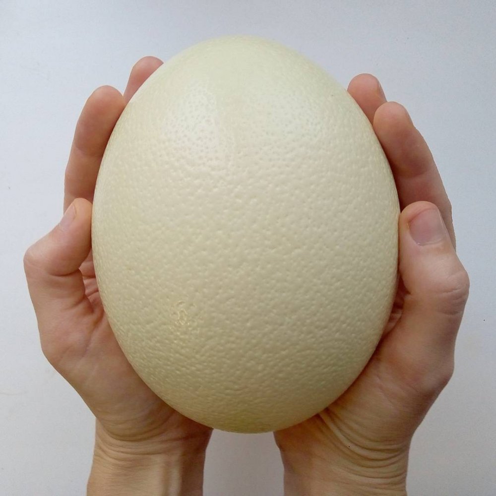 Страусиное яйцо размер