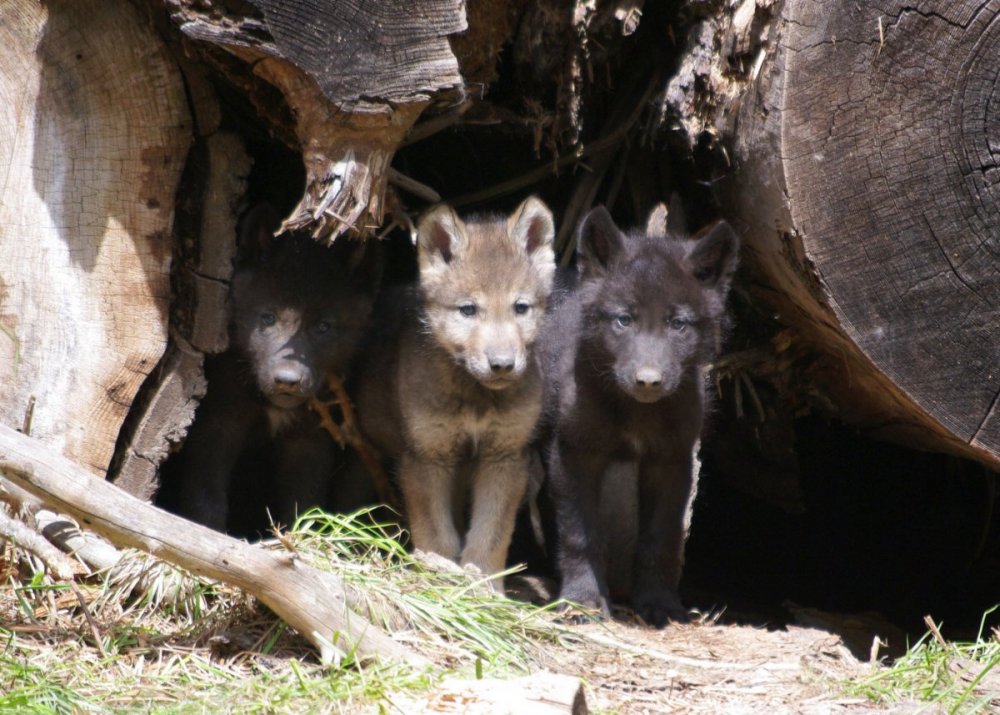 Логово волка с волчатами