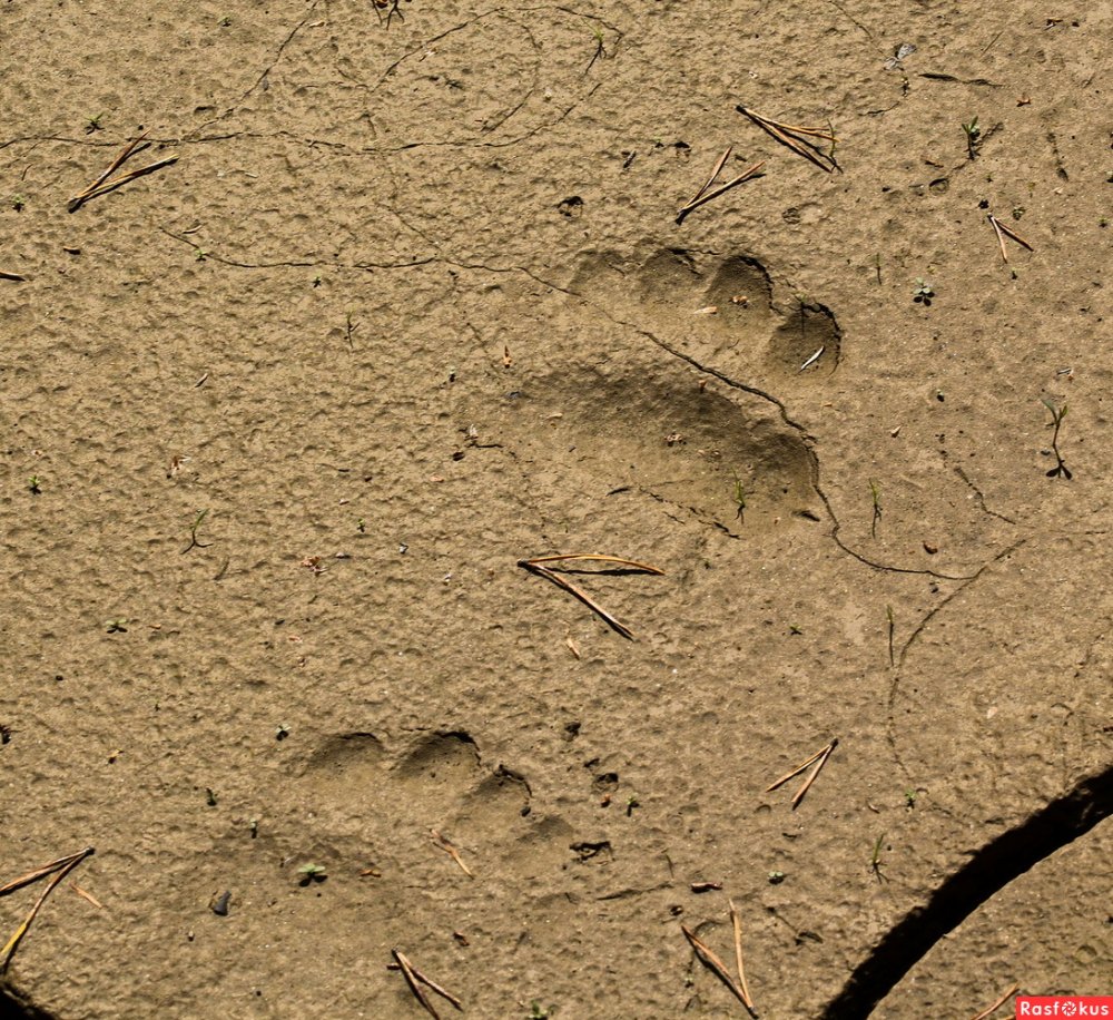 Следы медведя на песке