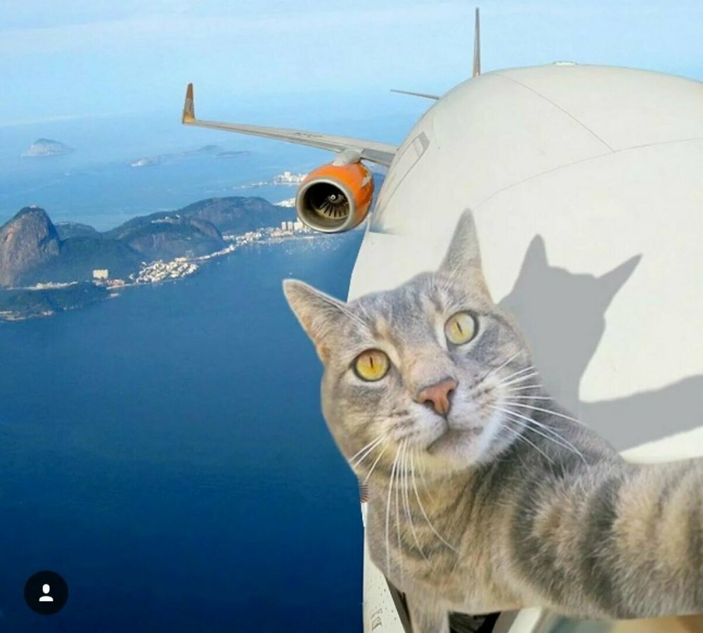 Кот летит на самолете