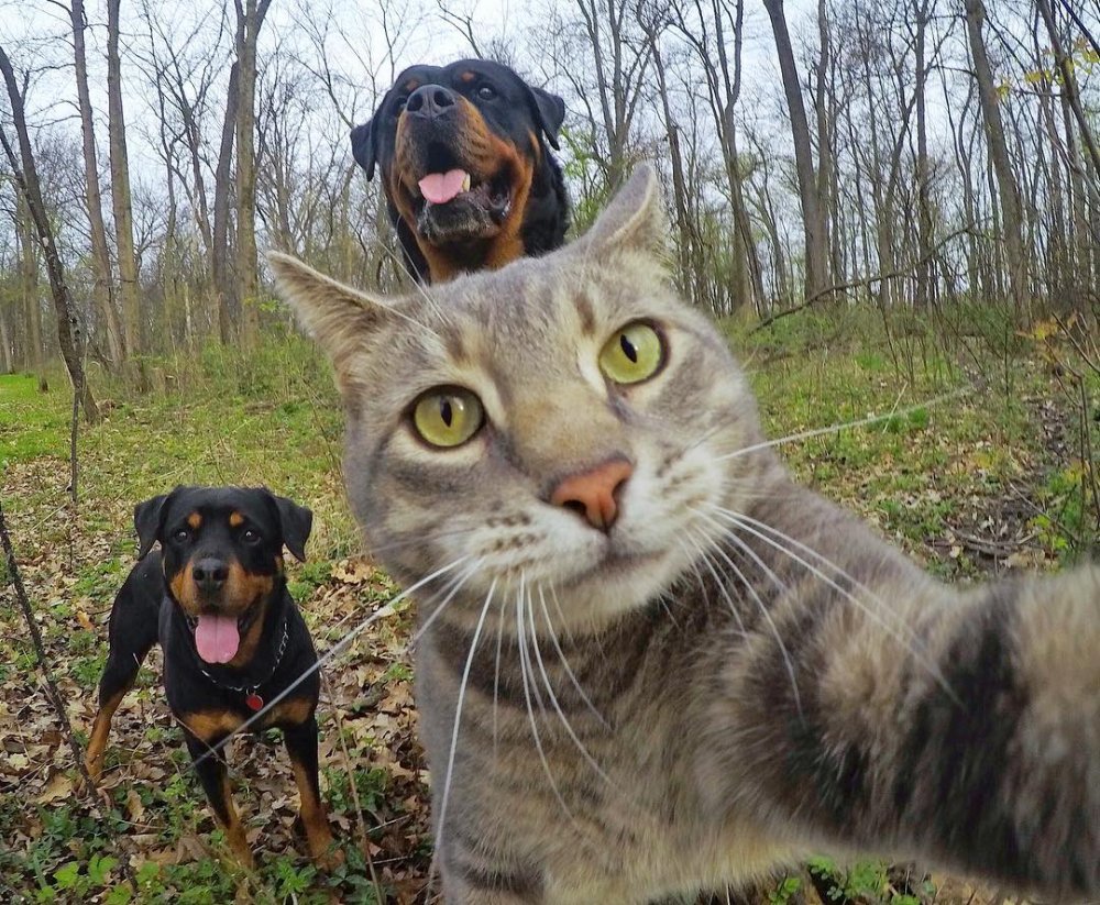 Селфи кота с собаками