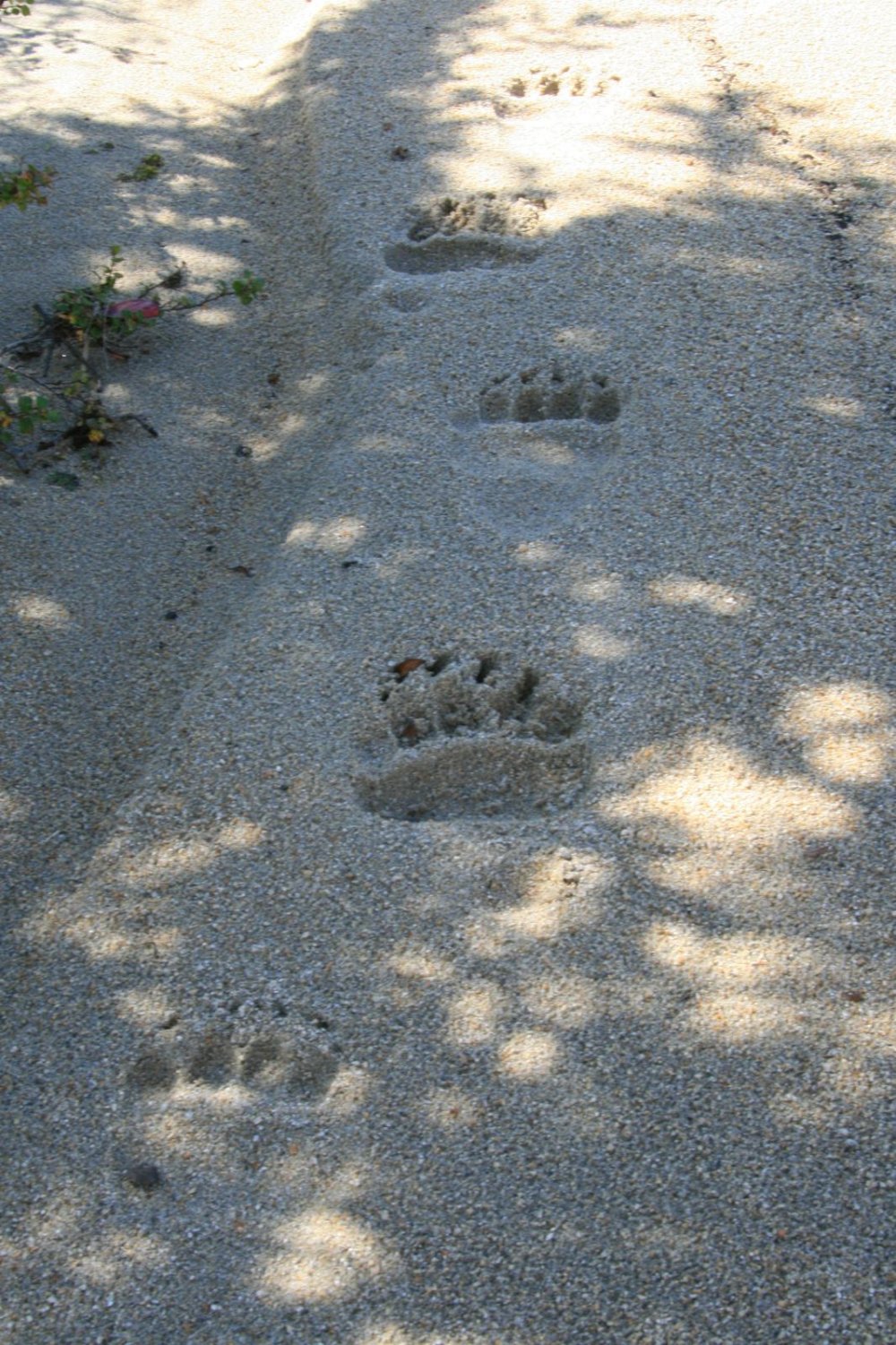Следы лисы на песке