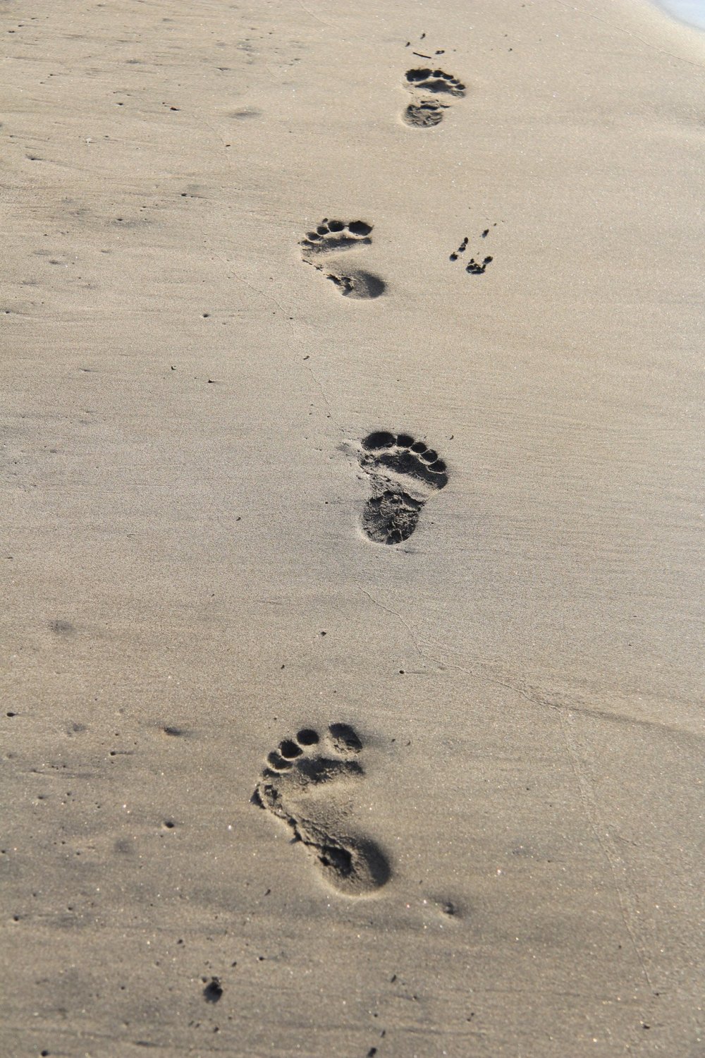 Следы медведя на песке фото