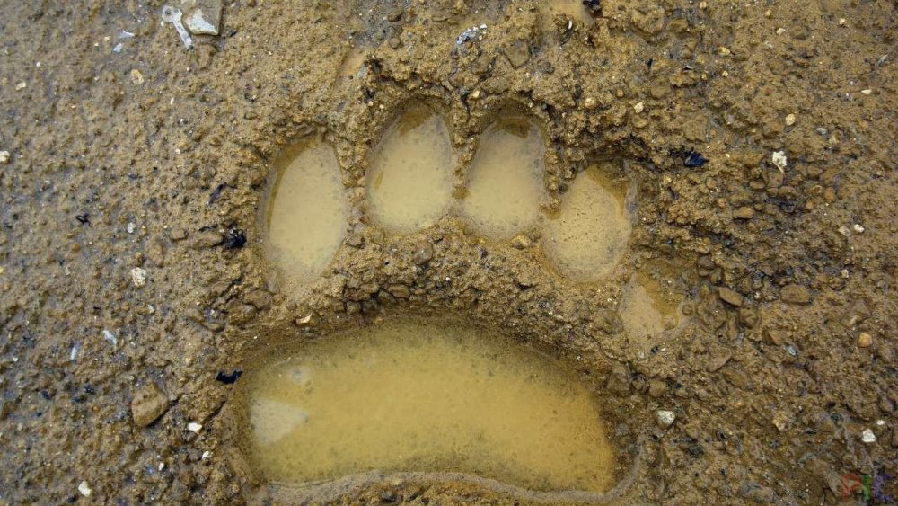 Волк отпечаток на песке