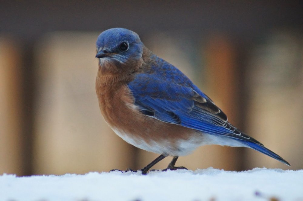 Птица синяя спинка оранжевая грудка