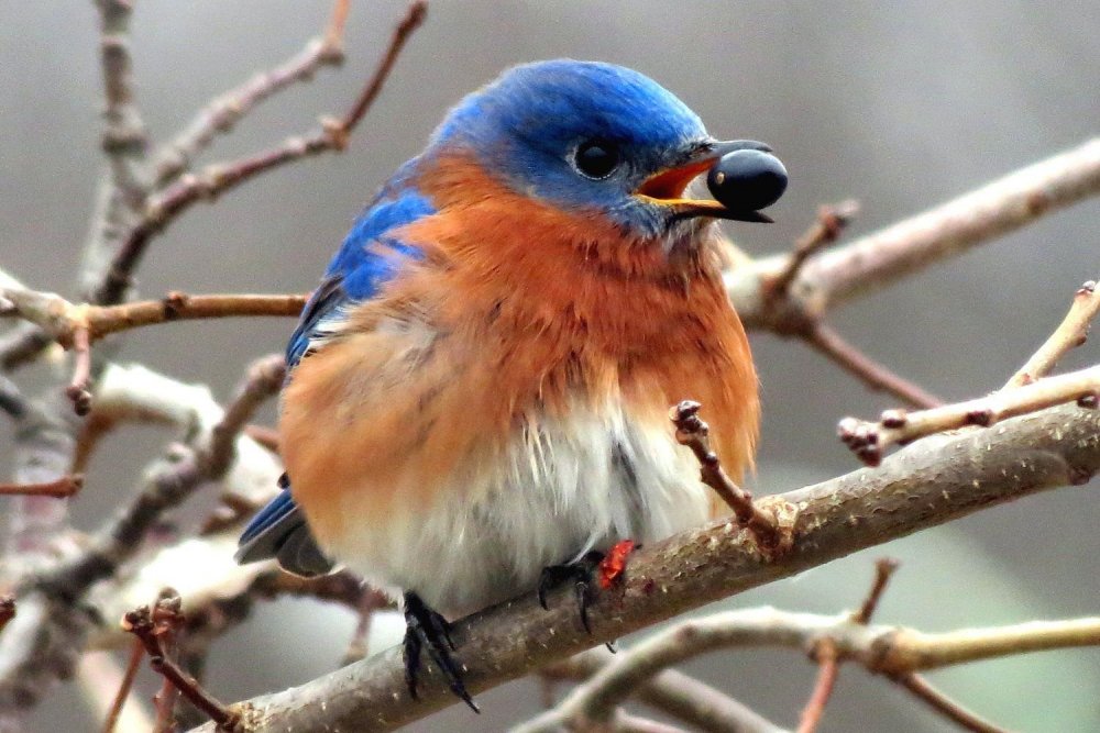 Синешейка птица в Италии