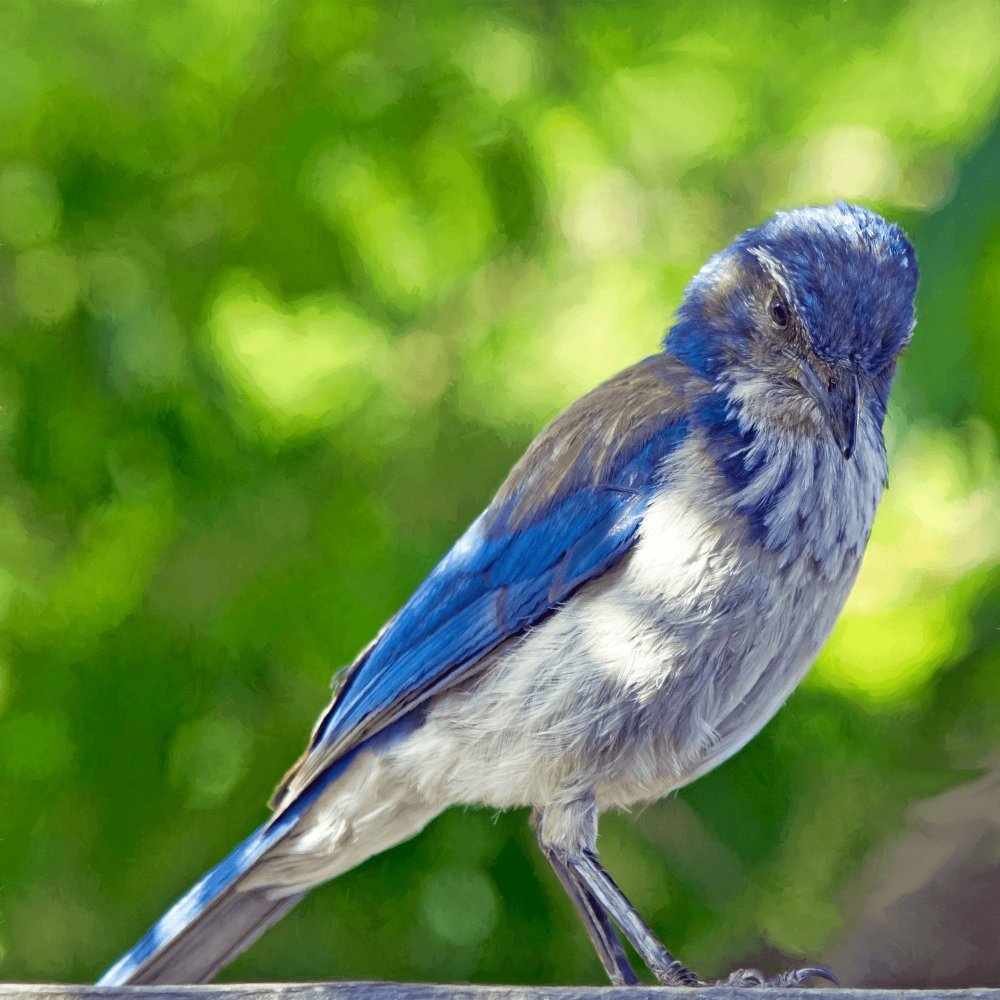 Птица с синим оперением