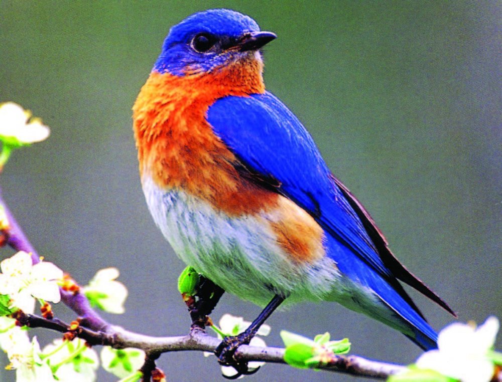 Птичка синяя мухоловка