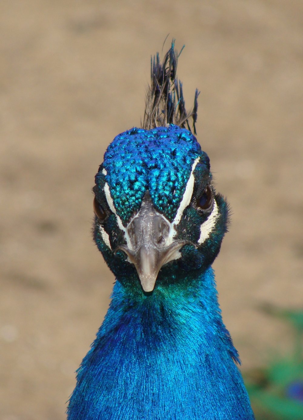 Серо голубая птица